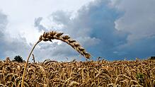Weiterhin dunkle Wolken und Regen über Baden-Württemberg.