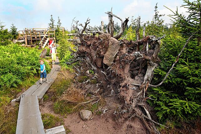 Der Lotharpfad im Nationalpark Schwarzwald – ein einzigartiger Wanderweg, der durch die Folgen des Orkans Lothar führt.