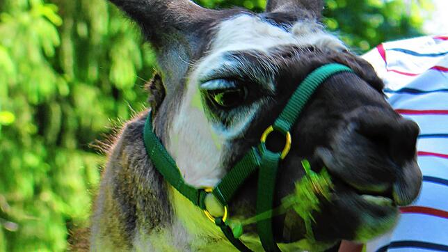 Lama Emil geht gerne mit Patienten wandern.