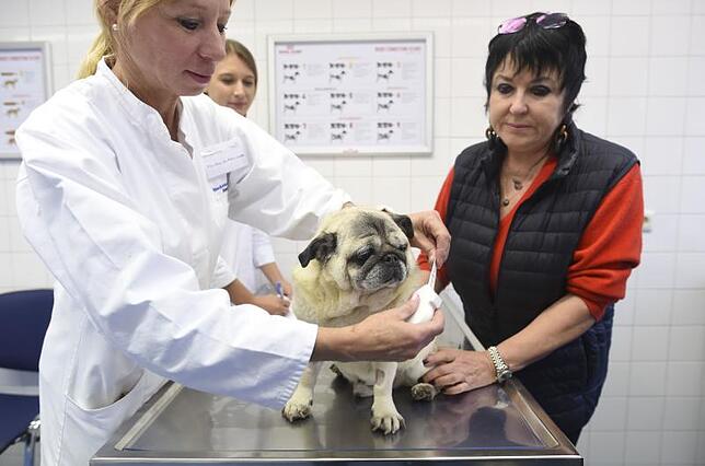 Tierärztin Petra Kölle (links) misst Mops Sir Henry von Uschi Ackerman während der Adipositas-Sprechstunde der Tierklinik der ...