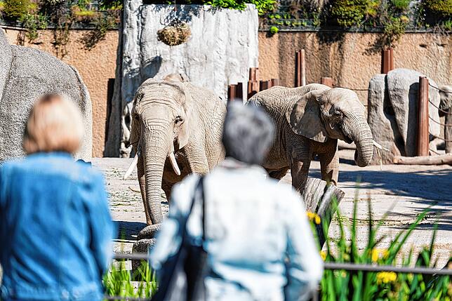 Die Elefanten im Basler Zoo empfangen seit dem 6. Juni wieder Besucher.