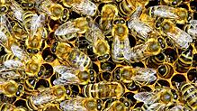 Eine mit Bienen besetzte Brutwabe in einem Bienenkasten.