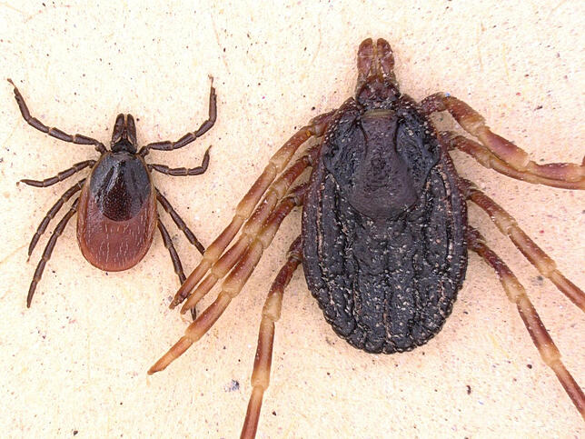 Die Zecken Gemeiner Holzbock (links, Ixodes ricinus) und die tropische Zecke Hyalomma marginatum liegen zum Größenvergleich nebeneinander.