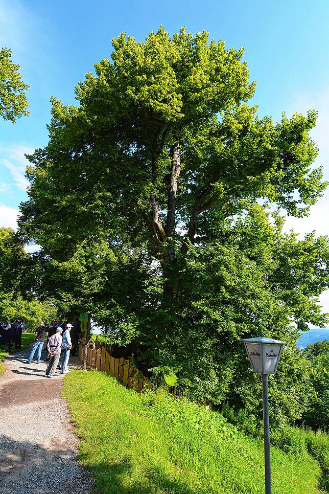 Die Burkhartlinde liegt am Hang oberhalb von Sipplingen. Ihr Stamm mißt 8,25 Meter, die Höhe beträgt 9 Meter, der Baum kann bis zu 35 ...