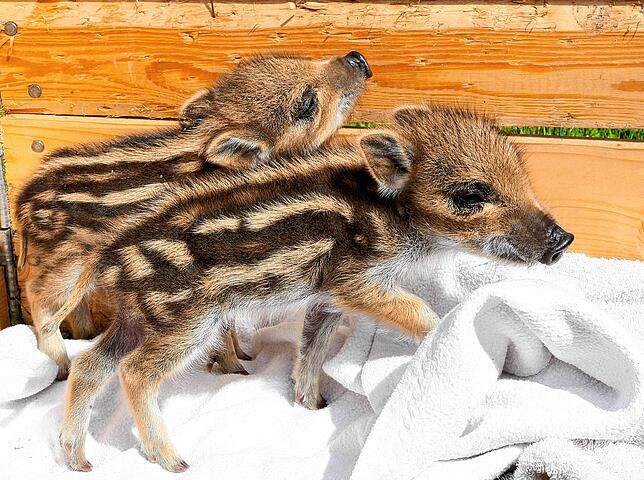 Die Wildschwein-Ferkel warten auf die nächste Fütterung.