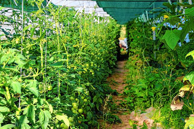 Im Folientunnel wachsen Tomaten, Gurken, Paprika, Chili, Physalis.