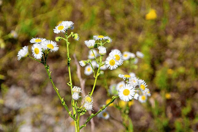 Harmlos wirkt die Feinstrahl-Aster, doch die Pflanze verdrängt einheimische Gewächse.