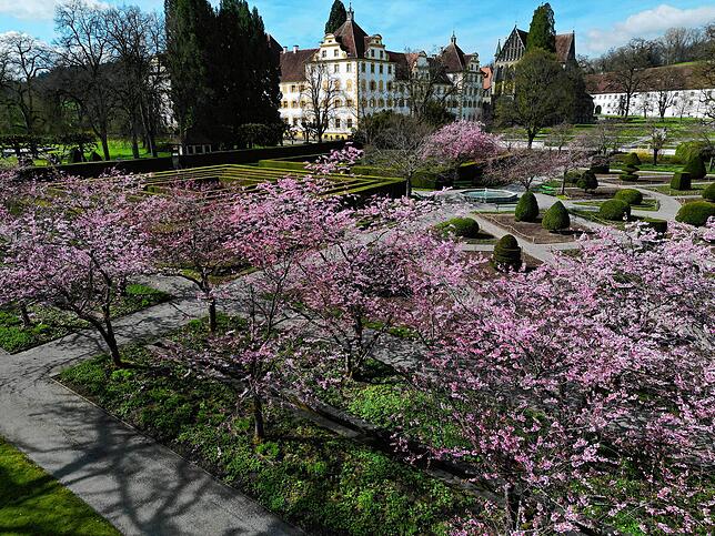 Nochmal ein Blick in den Schlossgarten mit blühender Japanischer Kirsche. Sie zählt zu den Frühblühern und begeistert die Besucher auf ...