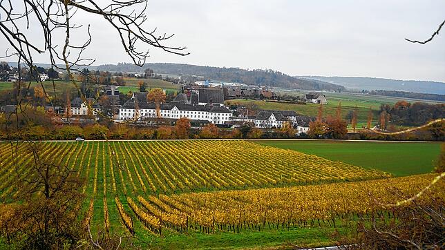 Auf der Reblage Schloss Rheinburg wachsen nicht nur gute Weine, sie bietet auch eine herrliche Aussicht auf das ehemalige ...