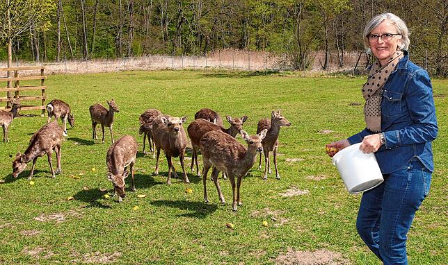 Martina Schleith vom Wild- und Freizeitpark Allensbach beim Füttern der Sikahirsche im April 2020. Auch die Tiere warten schon auf die ...