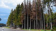 Im Gemeindewald Höchenschwand spielt Schadholz weiterhin eine große Rolle. Auch im Jahr 2023 mussten mehr Bäume als geplant gefällt ...