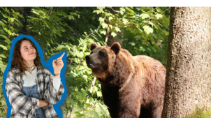 Bild : Ein Braunbär im Wanderurlaub an der Grenze zum Allgäu?