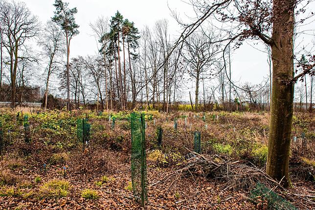 Sturm und Dürre haben große Löcher in den Wald geschlagen. Auch in Immenstaad.