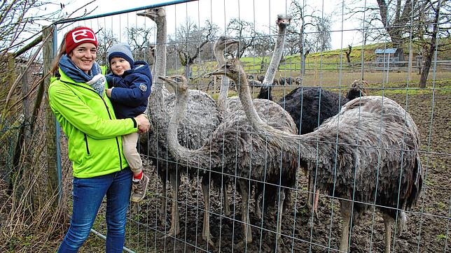 Lea Martin und Sohn Ben sind jeden Tag draußen bei ihren Straußen. Hahn Herkules, an seinem schwarzen Gefieder zu erkennen, sorgt mit ...