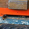 Eine Asiatische Hornissen dringt in einen Bienenstock in Hasel ein. Imker Klaus Jost muss wegen der Killer-Insekten bereits den Verlust ...