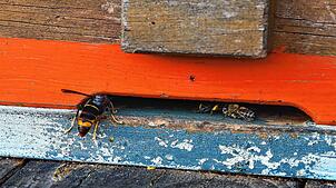 Eine Asiatische Hornissen dringt in einen Bienenstock in Hasel ein. Imker Klaus Jost muss wegen der Killer-Insekten bereits den Verlust ...