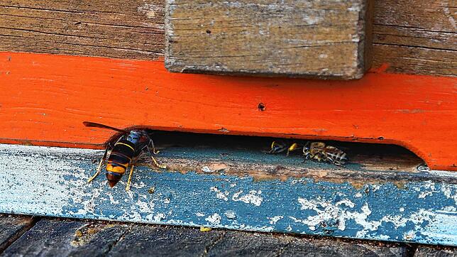 Eine Asiatische Hornissen dringt in einen Bienenstock in Hasel ein. Imker Klaus Jost muss wegen der Killer-Insekten bereits den Verlust ...