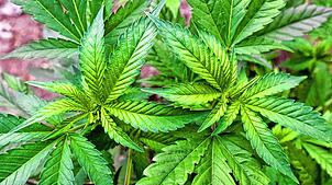 Hier zu sehen eine illegale Hanf-Plantage, entdeckt bei einer Drogenrazzia auf einem privaten Gelände in Brandenburg. (Archivbild) Auch ...