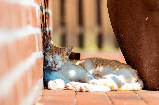Eine Katze schläft bei sonnigem Wetter an einer Wand im Schatten eines Blumenkübels.