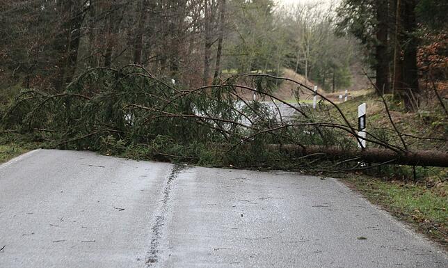Dieser umgestürzte Baum blockierte die Straße von Mottschieß nach Lausheim.