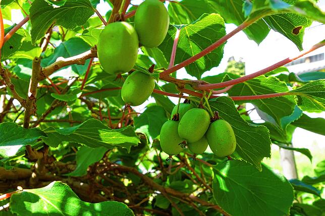 Die Kiwihecke bei Familie Böhm am Nellenbach bringt Schatten und Früchte für Marmelade.