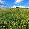 Der Anblick der Blumenwiese in Birkendorf ist eine Augenweide.