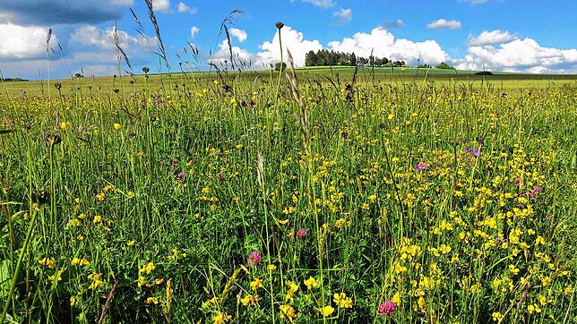 Der Anblick der Blumenwiese in Birkendorf ist eine Augenweide.