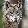 Ein Wolf hat in Bernau Anfang September eine Ziege gerissen. Unser Symbolbild zeigt einen Wolf in einem Wildpark in Nordrhein-Westfalen.