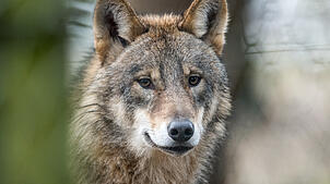Ein Wolf hat in Bernau Anfang September eine Ziege gerissen. Unser Symbolbild zeigt einen Wolf in einem Wildpark in Nordrhein-Westfalen.