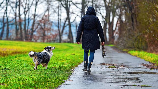 In Grenzach-Wyhlen hat am Samstag eine Frau mit einer Hundeleine eine andere Hundebesitzerin geschlagen. (Symbolbild)