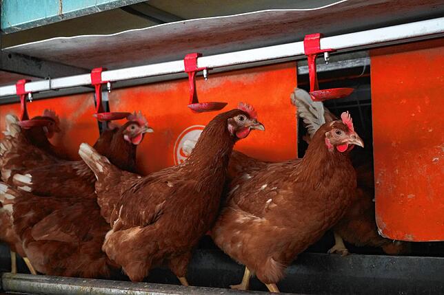 Viele Geflügelbetriebe halten Hühner wie diese. Für solche Betriebe ist die Vogelgrippe auch ein finanzielles Risiko. Symbolbild.