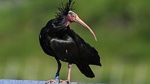 Der Waldrapp ist eines der seltensten Tiere der Welt.