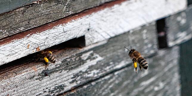 Aktuell ist es so warm, dass tatsächlich schon Bienen ausschwirren und Pollen sammeln, wie an ihren filigranen Beinen zu sehen ist.