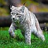 Dieser Luchs lebt in einem Gehege in Tripsdrill. Inzwischen gibt es in der Region auch wieder Luchse in der freien Wildbahn, allerdings ...