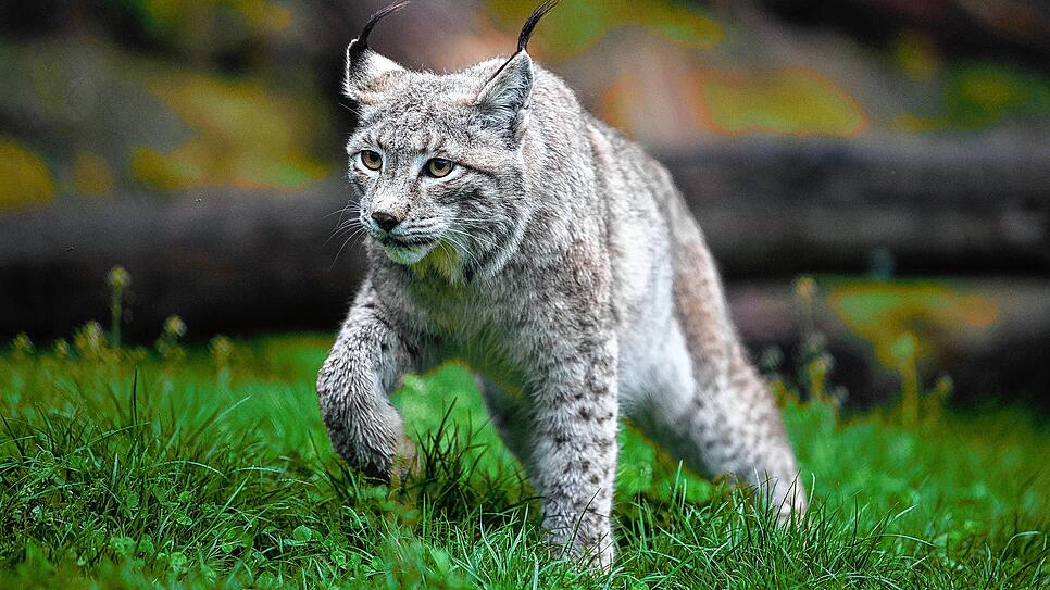 Dieser Luchs lebt in einem Gehege in Tripsdrill. Inzwischen gibt es in der Region auch wieder Luchse in der freien Wildbahn, allerdings ...