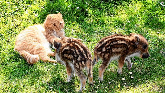 Neugierig sind die beiden Wildschweinferkel Max und Moritz. Kater Simon beäugt das Borstenvieh etwas skeptisch.