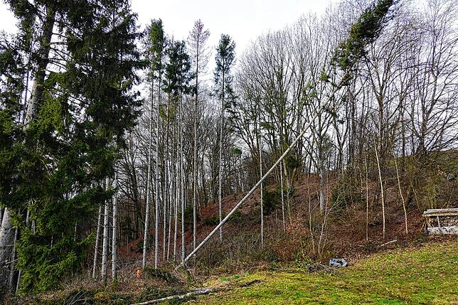 Bild 25: Hier sind die besten Bilder vom Narrenbaumstellen in Görwihl