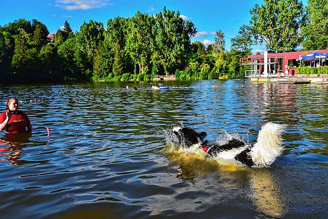 Im Wasser ist Frodo in seinem Element.
