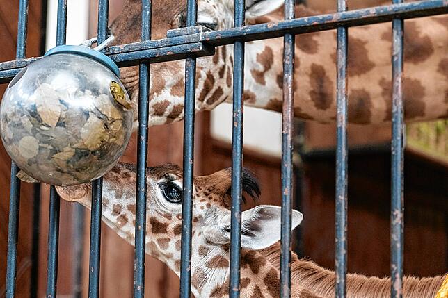 Den Giraffen Sophie und Penda schmeckt die Laubsilage. Archivbild vom 12. März 2019.