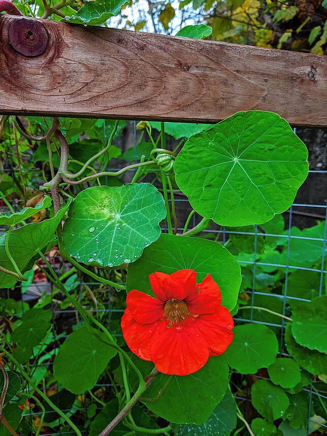 Eine rote Blüte der Kapuzinerkresse.