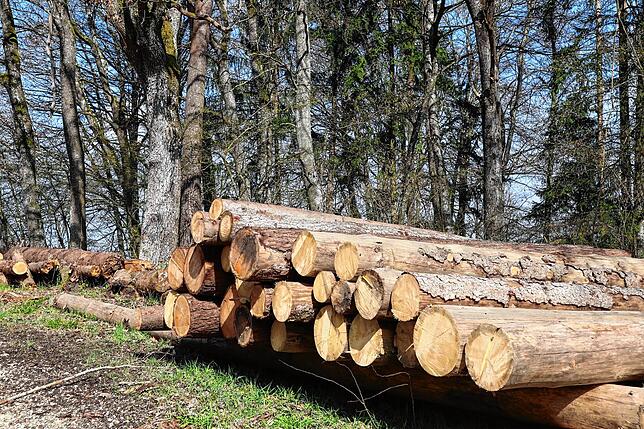 Bei einem Spaziergang durch den Wald fällt Rundholz auf. Das schlagen Forstarbeiter später klein.
