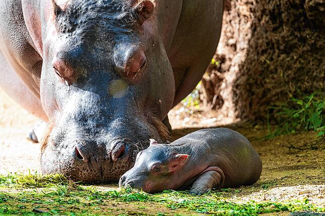 Bild 2: Nachwuchs im Zoo: So putzig ist das neugeborene Flusspferd-Baby in Basel