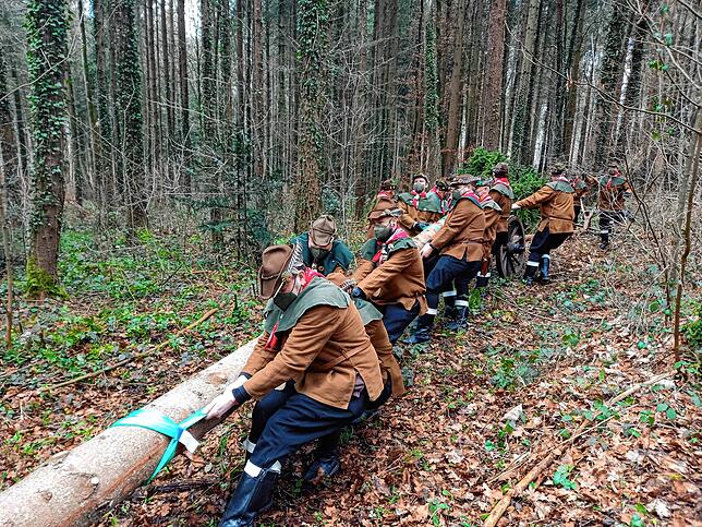 Mit vereinten Kräften ziehen die Holzhauer den Narrenbaum aus dem Wald.