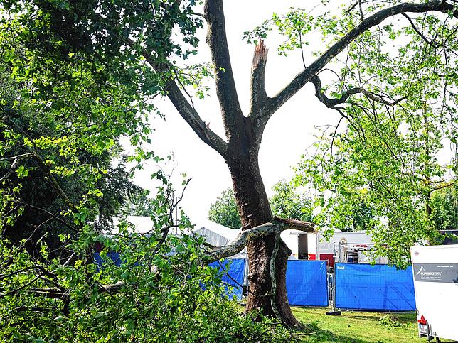 Im Uferpark muss nach dem Sturm eine alte Platane gefällt werden, die unweit der Festmeile des Seehasenfests, steht.