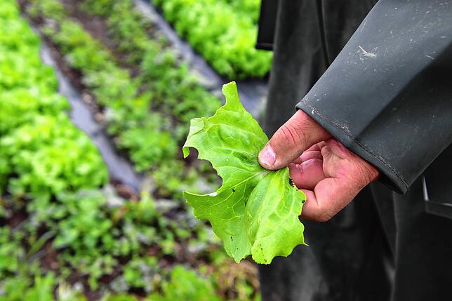 So sehen die Blätter aus, wenn die Gänse daran gerupft haben. Der Salat bekommt braune Ränder und ist nix mehr für die Vermarktung, sagt ...