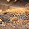 Vor ein paar Wochen hat er Steppenwaran (Varanus exanthimaticus) aus Afrika im Reptilienhaus eine neue Heimat gefunden.