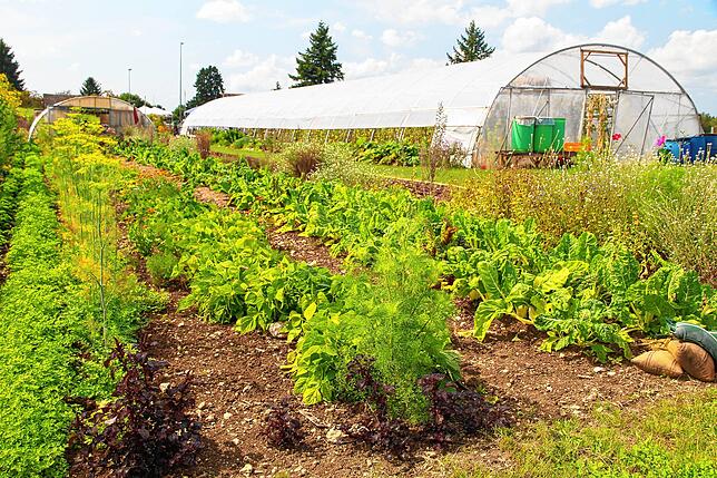 Über 40 regionale und saisonale Gemüsesorten in Mischbepflanzung wachsen auf dem Acker von Baarfood in Überauchen und in Aufen.