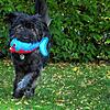 Mit seinem Spielzeug darf dieser Hund auf der grünen Wiese in Waldshut-Tiengen spielen. Ein Hundekörbchen für ihn darf aber bislang nur ...