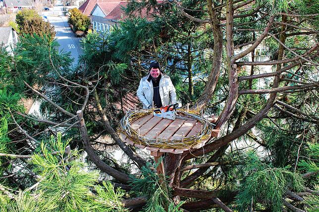 Andreas Mauch am neu gebauten Storchen-Podest in der gekürzten Spitze des Mammutbaumes neben der evangelischen Kirche. Gemeinsam mit ...