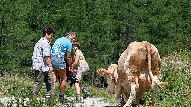An der tödlichen Kuh-Attacke von 2014 war laut eines Tiroler Gerichts nicht nur der Landwirt schuld.